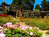Rose Garden Berkeley